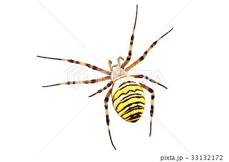 Wasp spider (Argiope bruennichi) on a white Wasp spider (Argiope bruennichi) on a white 33132172