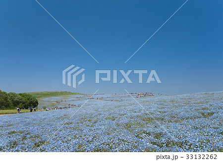ひたち海浜公園 ネモフィラの丘 ひたち海浜公園 ネモフィラの丘 33132262