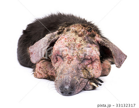 Closeup dog sick leprosy skin problem with white 33132317