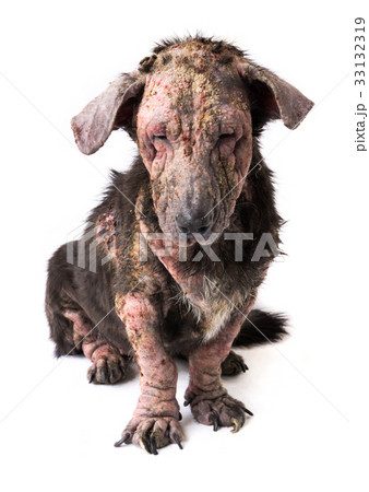Closeup dog sick leprosy skin problem with white Closeup dog sick leprosy skin problem with white 33132319