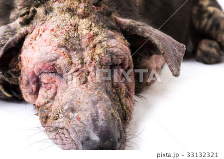 Closeup dog sick leprosy skin problem with white 33132321