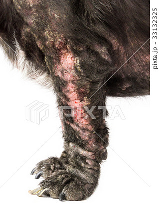 Closeup legs of dog sick leprosy skin problem 33132325