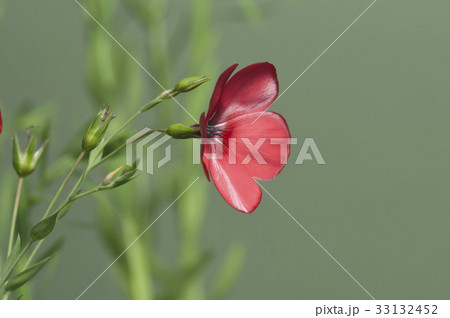 Flax (Linum grandiflorum) flowers Flax (Linum grandiflorum) flowers 33132452