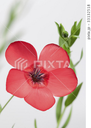 Flax (Linum usitatissimum) flowers 33132518