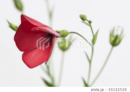 Flax (Linum grandiflorum) flowers 33132520