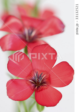 Flax (Linum grandiflorum) flowers 33132521