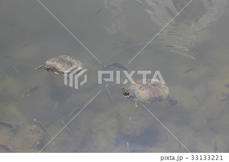アカミミガメ アカミミガメ 33133221