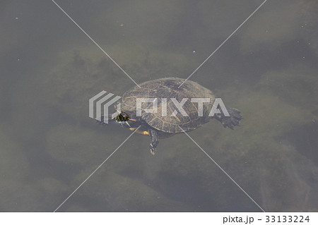 アカミミガメ アカミミガメ 33133224