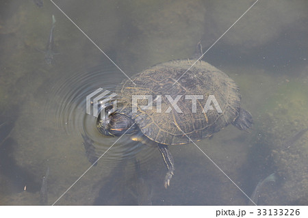 アカミミガメ 33133226