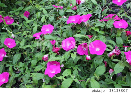 朝顔　・～・あさがお・～・ 33133307