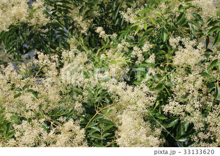 シマトネリコの花 33133620