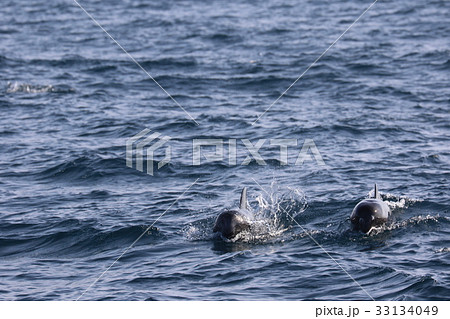 ハナゴンドウ(和歌山県熊野灘) ハナゴンドウ(和歌山県熊野灘) 33134049
