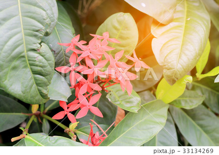 Ixora Red spike flower. King Ixora blooming 33134269