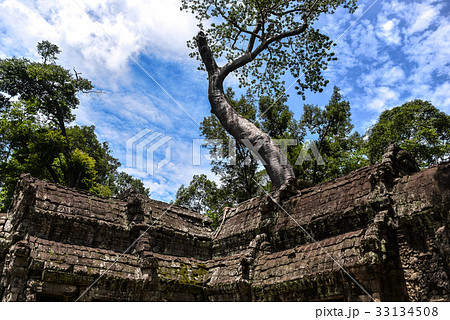 Ta Prohm temple in jungles, Siem Riep, Cambodia Ta Prohm temple in jungles, Siem Riep, Cambodia 33134508