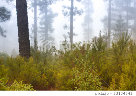 Pinus canariensis. Misty foggy forest in Tenerife 33134543