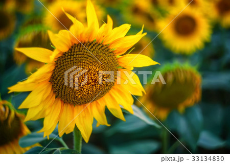 Field of sunflowers during sunset Field of sunflowers during sunset 33134830