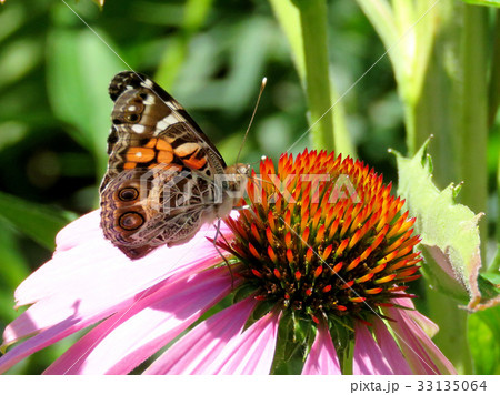 Toronto Lake Junonia coenia butterfly on a flower 33135064