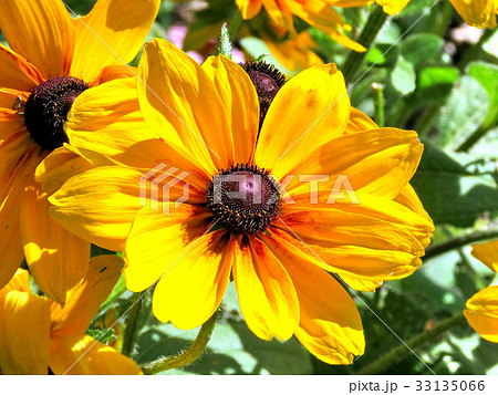 Toronto Lake large orange daisy 2017 33135066