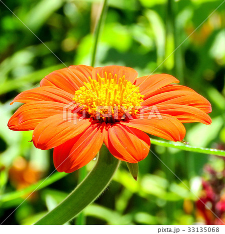 Toronto Lake large red daisy 2017 33135068