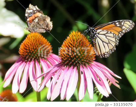 Toronto Lake Monarch butterfly and Red Admiral2017 33135070