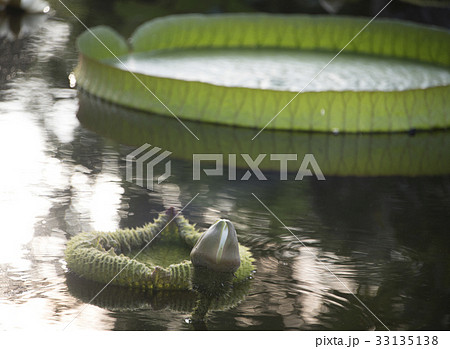 浮かぶ 浮く 山車 33135138