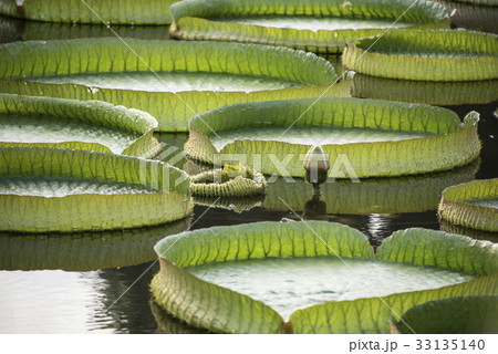 浮かぶ 浮く 山車 33135140