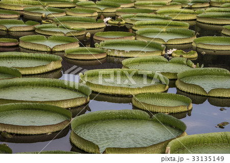 浮かぶ 浮く 山車 33135149