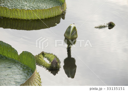 浮かぶ 浮く 山車 33135151