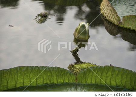 浮かぶ 浮く 山車 33135160
