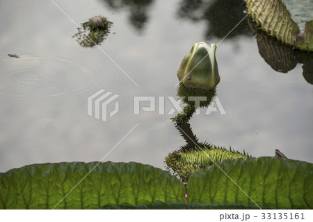 浮かぶ 浮く 山車 33135161