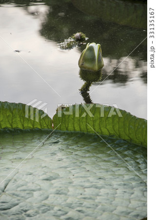 浮かぶ 浮く 山車 33135167