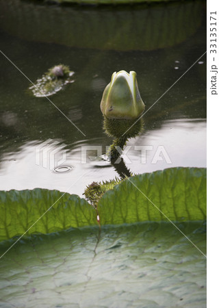 浮かぶ 浮く 山車 33135171