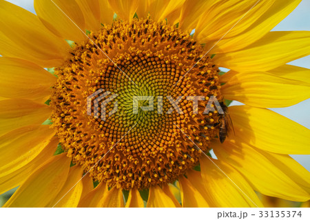 Sunflower in the garden.Sunflower field. 33135374