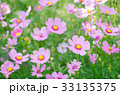 Pink and white cosmos flowers garden. 33135375