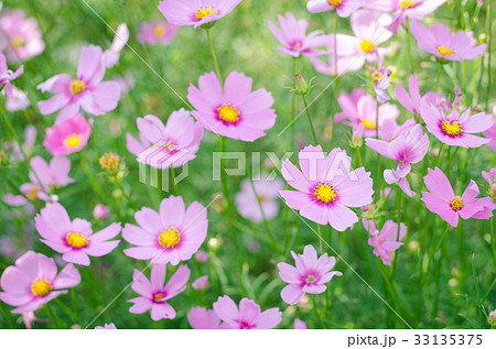 Pink and white cosmos flowers garden. 33135375