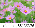 Pink and white cosmos flowers garden. 33135376