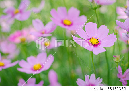 Pink and white cosmos flowers garden. 33135376