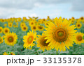 Sunflower in the garden.Sunflower field. 33135378