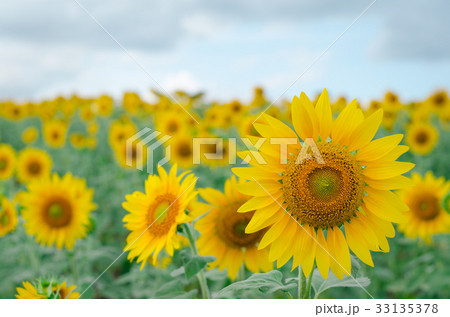 Sunflower in the garden.Sunflower field. 33135378