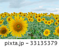 Sunflower in the garden.Sunflower field. 33135379