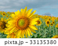 Sunflower in the garden.Sunflower field. 33135380