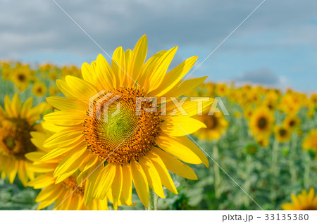 Sunflower in the garden.Sunflower field. 33135380