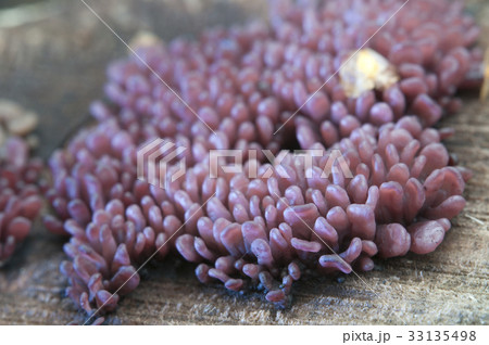 Ascocoryne sarcoides mushrooms 33135498