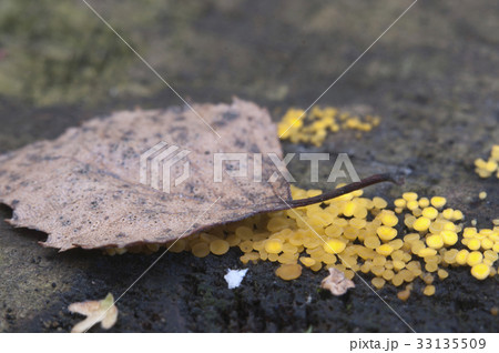 Bisporella citrina [Calycella citrina] 33135509