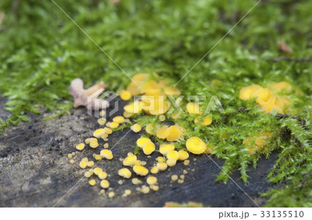 Bisporella citrina [Calycella citrina] 33135510
