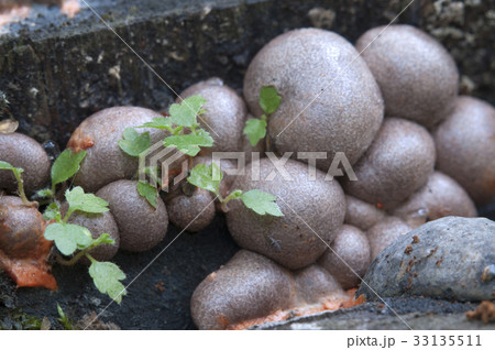Lycogala epidendrum  in a green moss Lycogala epidendrum  in a green moss 33135511