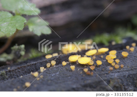 Bisporella citrina [Calycella citrina] 33135512