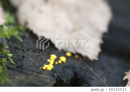 Bisporella citrina [Calycella citrina] 33135513