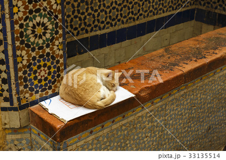 Ginger cat lying on a box Ginger cat lying on a box 33135514