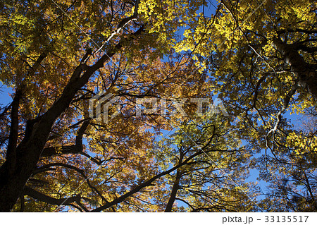 【チリ】トーレス・デル・パイネ国立公園の風景 33135517